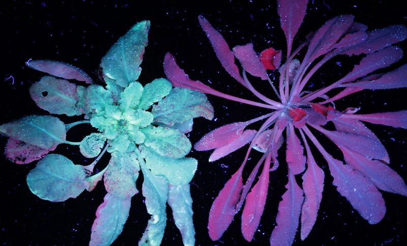 This Genetic Alteration Could Prevent the Next Potato Famine