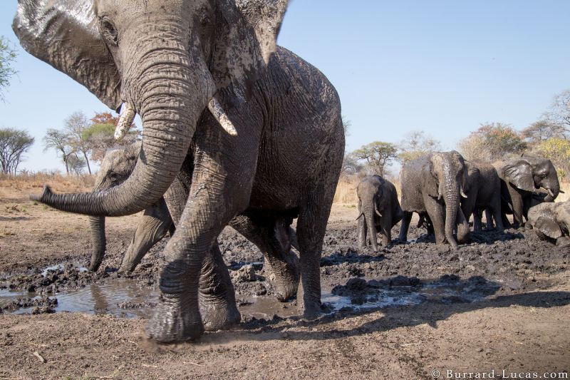 Sneaky Camera Traps Capture Stunning Images of Namibian Wildlife