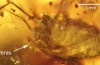 Behold the First Erect Penis Ever Found Preserved in Amber