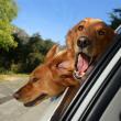 image Kalender-Honden-01.jpg
