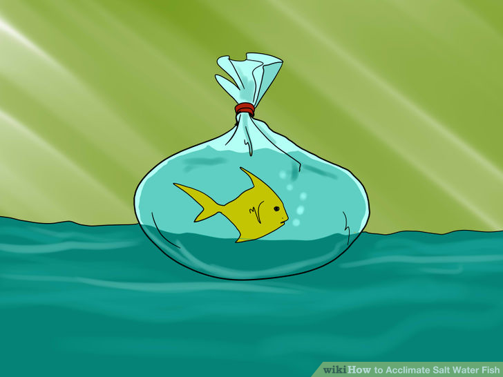 Image titled Acclimate Salt Water Fish Step 1