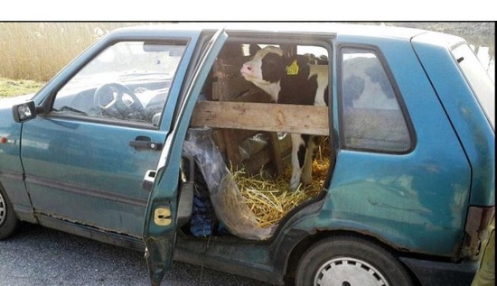 Fiat Uno met kalf