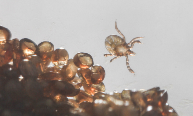 Bloodthirsty Ticks Have a Seriously Weird Genome