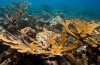 Lab-Grown Coral Ist die Letzte Hail Mary-Plan, die Erde zu Retten ‘ s Riffe