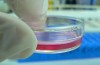 Institutions Scientifiques de pointe d’Accord pour Partager Zika de Données de Recherche