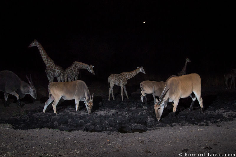 Sneaky Camera Traps Capture Stunning Images of Namibian Wildlife