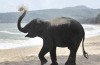 Elephant crushes tourist’s death eyes daughter