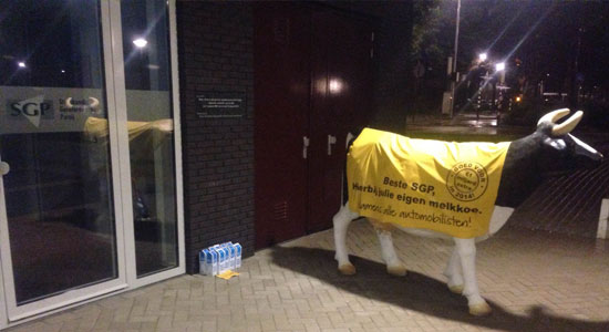 Melkkoe voor de deur bij de SGP