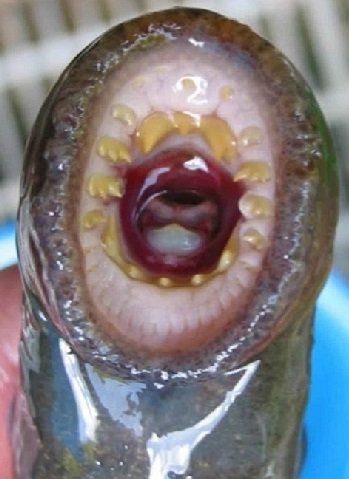 Michigan Will Use Biopesticides to Wipe Out Lampreys En Masse