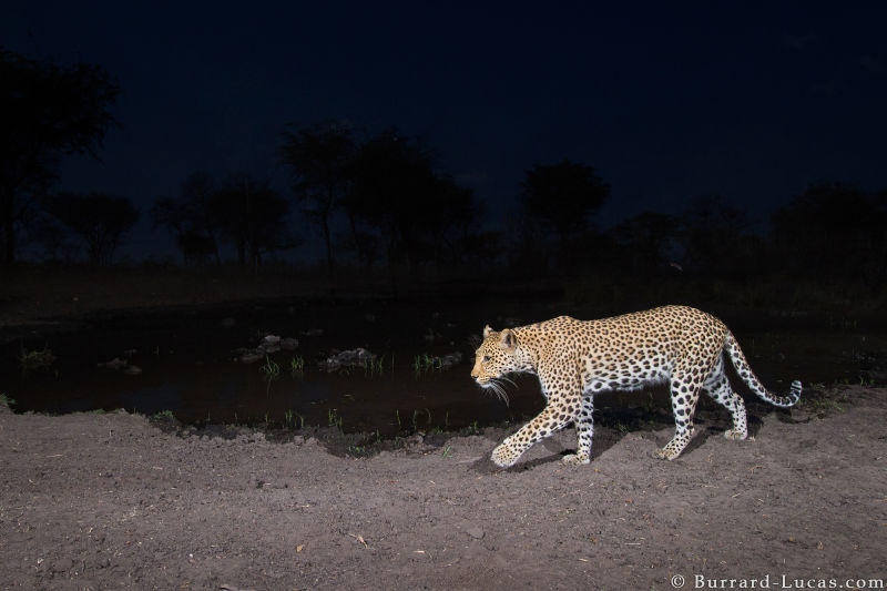 Sneaky Camera Traps Capture Stunning Images of Namibian Wildlife