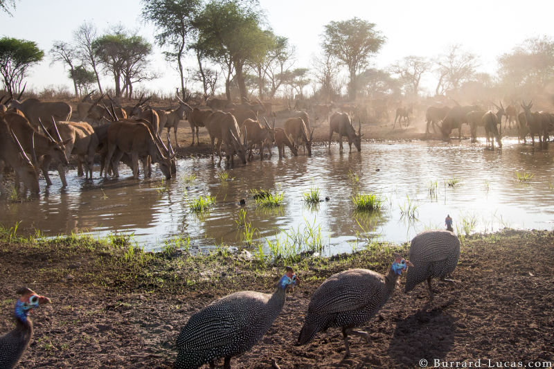Sneaky Camera Traps Capture Stunning Images of Namibian Wildlife