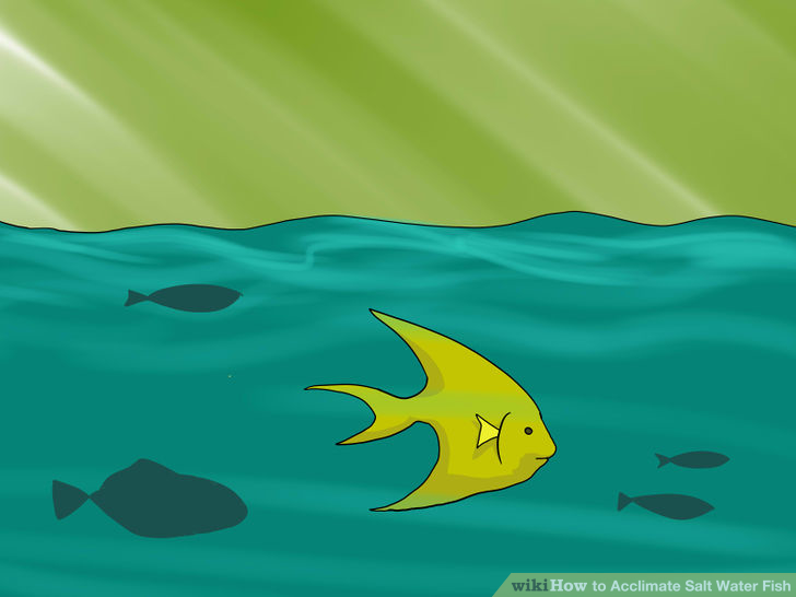 Image titled Acclimate Salt Water Fish Step 5