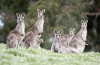 Driver drives expres seventeen kangaroos dead