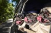 Dogs are a great inspiration for a autokalender