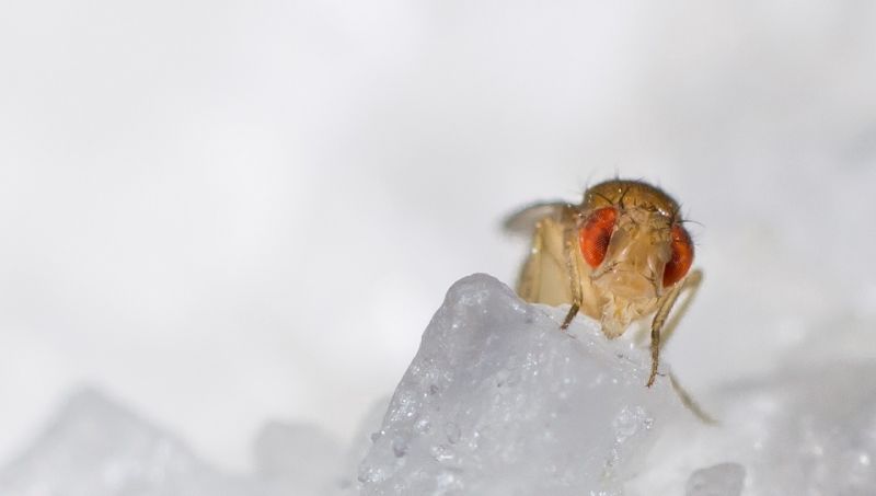 What Happens When You Keep Fruit Flies in Total Darkness for 60 Years