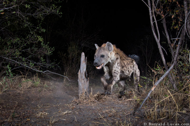 Sneaky Camera Traps Capture Stunning Images of Namibian Wildlife