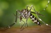 Dengue-Uitbraak Aanwijzingen van de Noodtoestand op Hawaii ‘ s Big Island