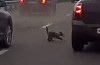 Video: cat causes accident on highway