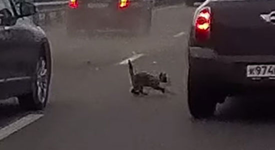 Poes veroorzaakt crash op snelweg