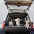 image Kalender-Honden-07.jpg