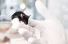 An experimental drug against aging