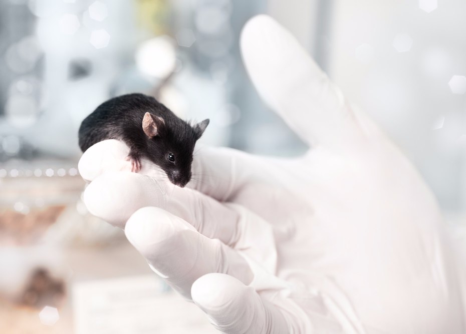 senescent-cell-mouse