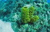 The title “the First animal on Earth” will get the simplest inhabitants of the seas