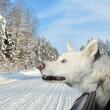 image Kalender-Honden-03.jpg