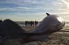 Er Kan een Zilveren Voering aan Die Dode Walvissen Op de BRITSE Stranden
