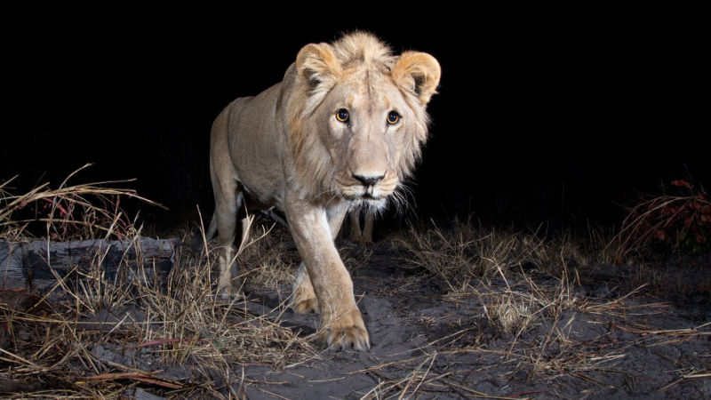 Sneaky Camera Traps Capture Stunning Images of Namibian Wildlife