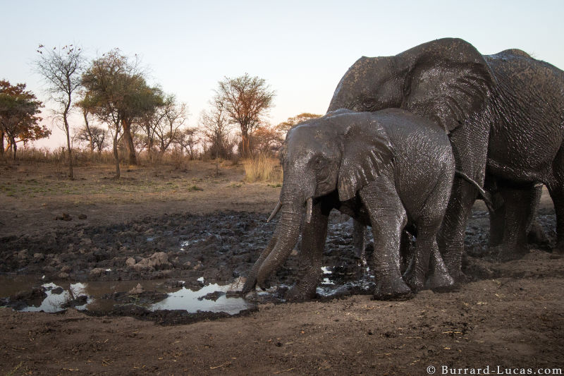 Sneaky Camera Traps Capture Stunning Images of Namibian Wildlife