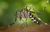 Dengue-Ausbruch Fordert Notstand auf Hawaii Big Island
