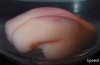 3D-Printed Gel Folds Almost Exactly Like a Real Baby Human Brain