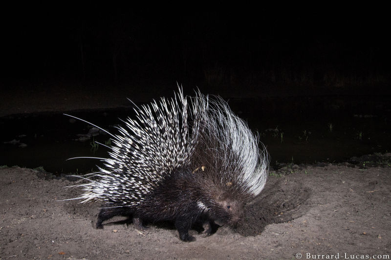 Sneaky Camera Traps Capture Stunning Images of Namibian Wildlife
