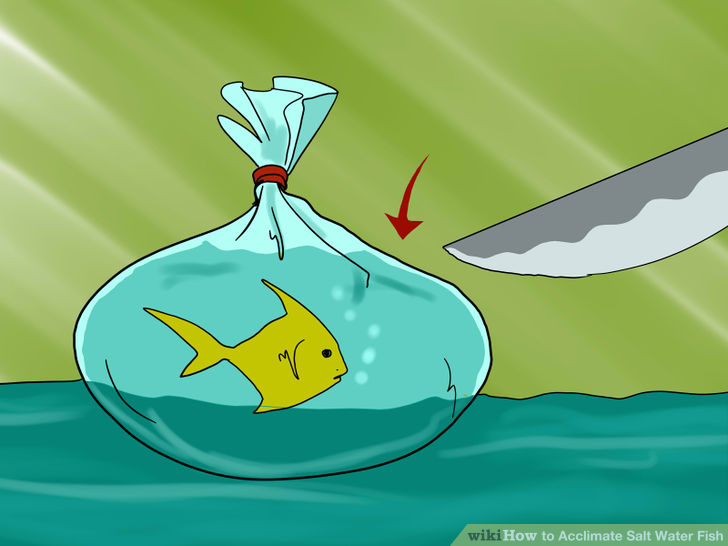 Image titled Acclimate Salt Water Fish Step 4