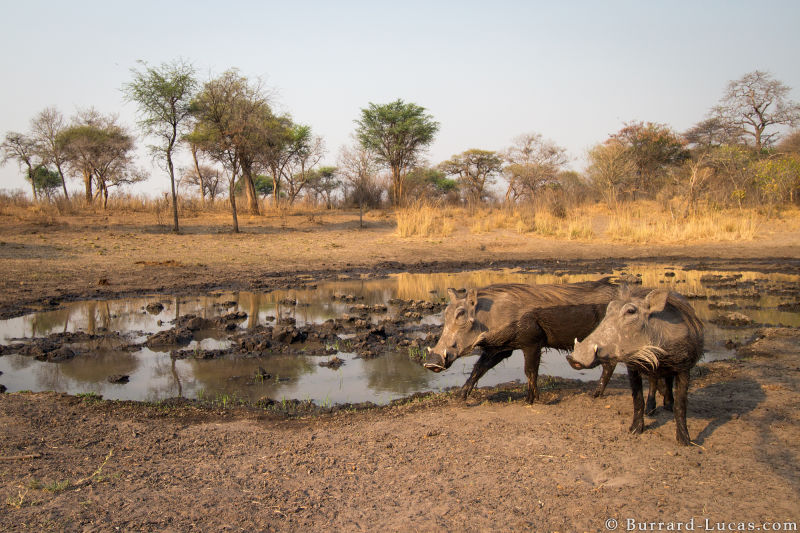 Sneaky Camera Traps Capture Stunning Images of Namibian Wildlife