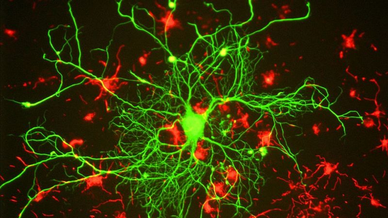 Forget Fingerprints, Brain Scans Could Be the New Passwords