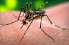 Zika Uitbraak Is een “Temperatuur Gedreven Uitbarsting”, Zeggen de Wetenschappers