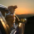 image Kalender-Honden-06.jpg
