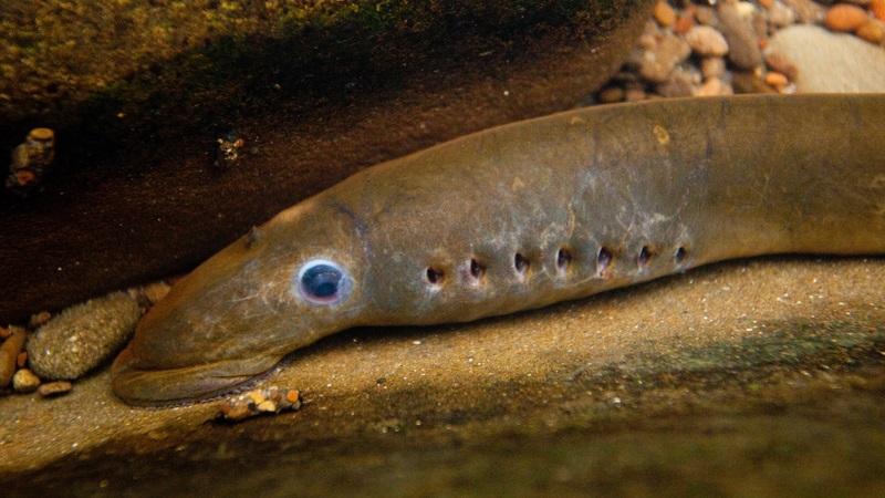 Michigan Will Use Biopesticides to Wipe Out Lampreys En Masse