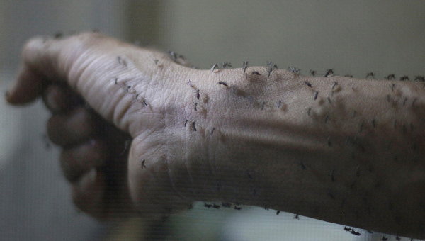 Рука медработника, покрытая стерильными самками комара Aedes albopictus - переносчика вируса Зика
