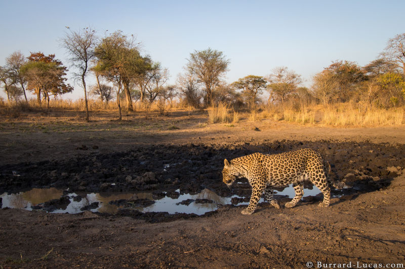 Sneaky Camera Traps Capture Stunning Images of Namibian Wildlife