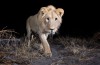 Stiekeme Camera Traps leg Verbluffende Beelden van Namibian Wildlife