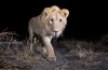 Sneaky Kamera Fallen Erfassen Atemberaubende Bilder von Namibia Wildlife