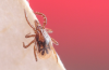 Bloodthirsty Ticks Have a Seriously Weird Genome