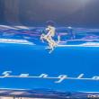 image ferrari-sergio-blauw -011.jpg