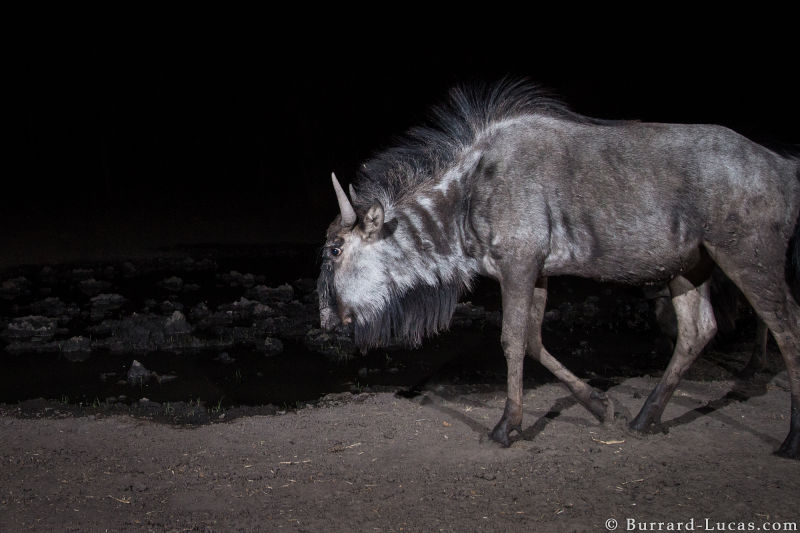Sneaky Camera Traps Capture Stunning Images of Namibian Wildlife
