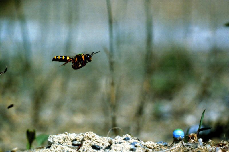 This Wasp's Eye View of the World Will Make You Nauseous