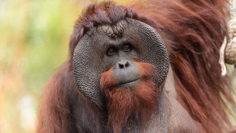A Wild Female and Male Orangutan Teamed Up To Murder Another Orangutan