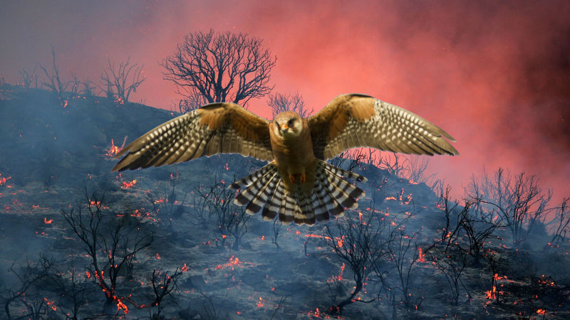 Birds Deliberately Spread Wildfires Because Birds Are Dicks